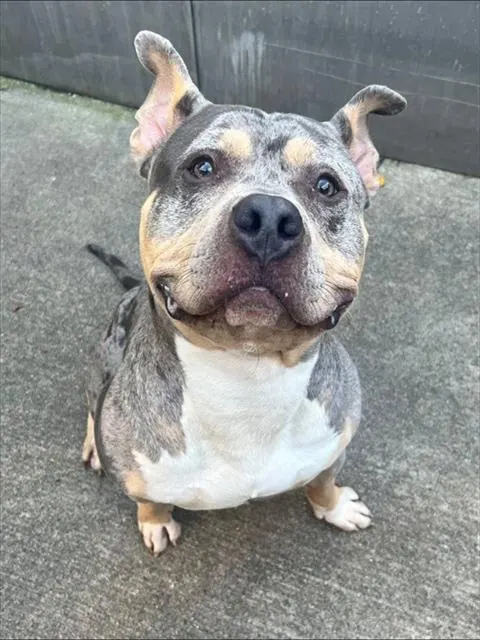 Lucci