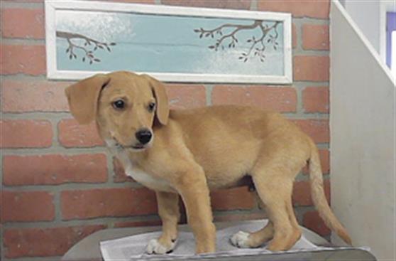 Adoptable Dog