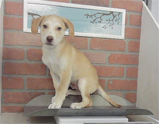 Adoptable Dog