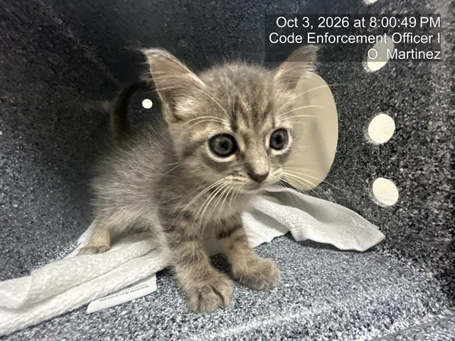 Adoptable Cat