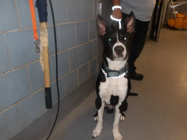 Adoptable Dog