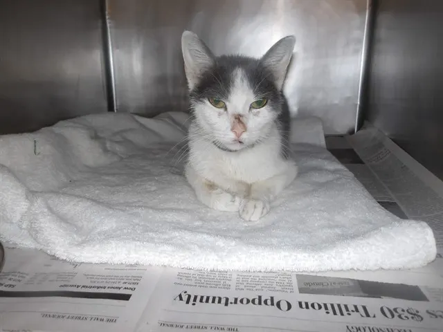 Adoptable Cat