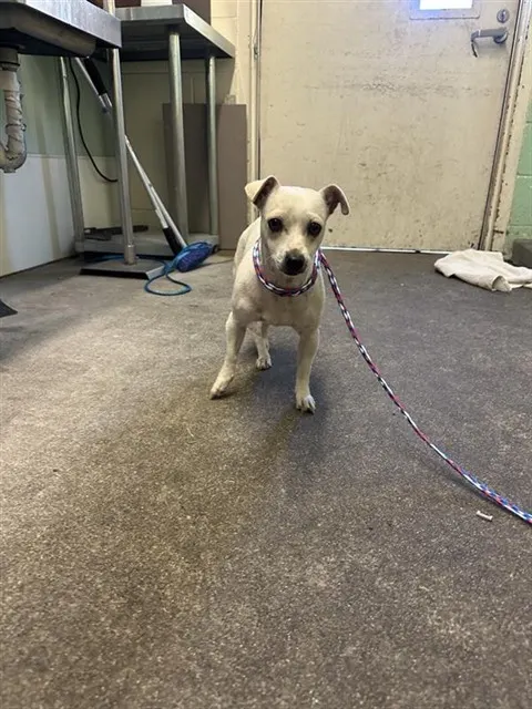 Adoptable Dog