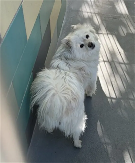 Ali