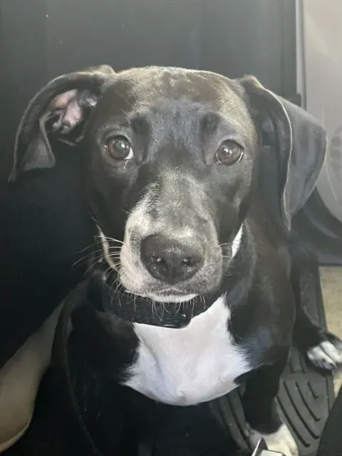 Adoptable Dog