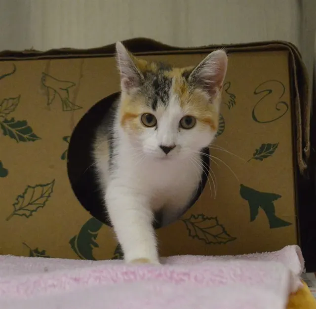 Peaches