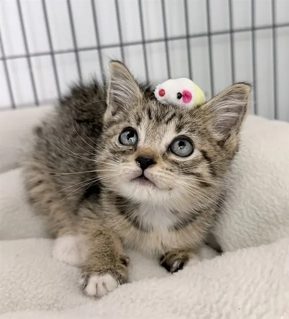 Adoptable Cat