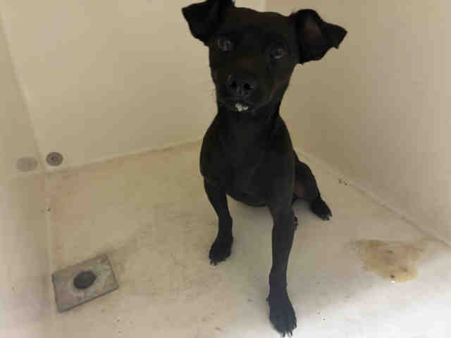 Adoptable Dog