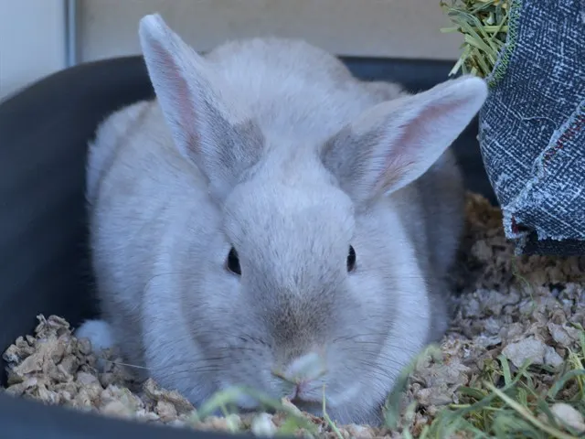 Biscuit