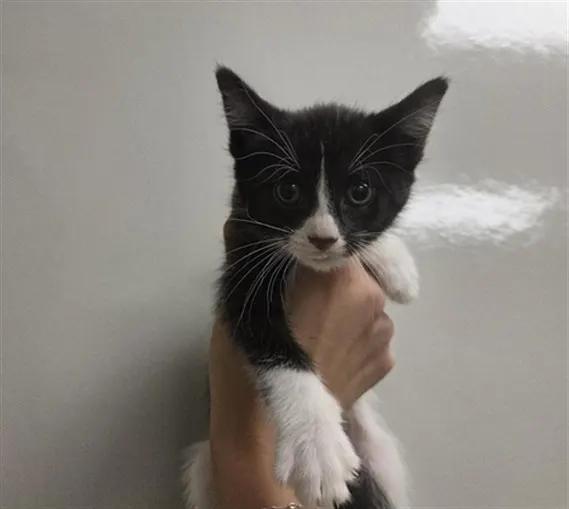 Salem