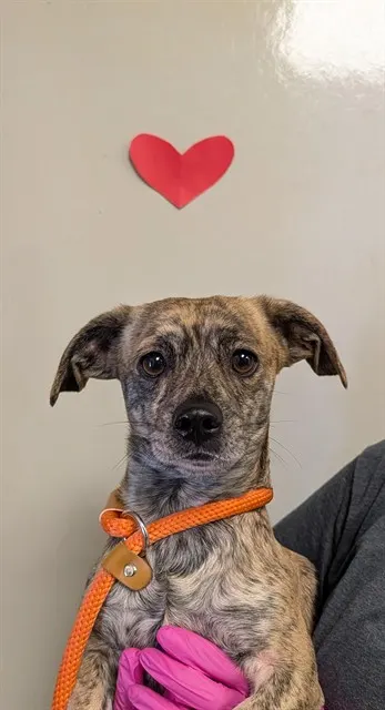 Gus