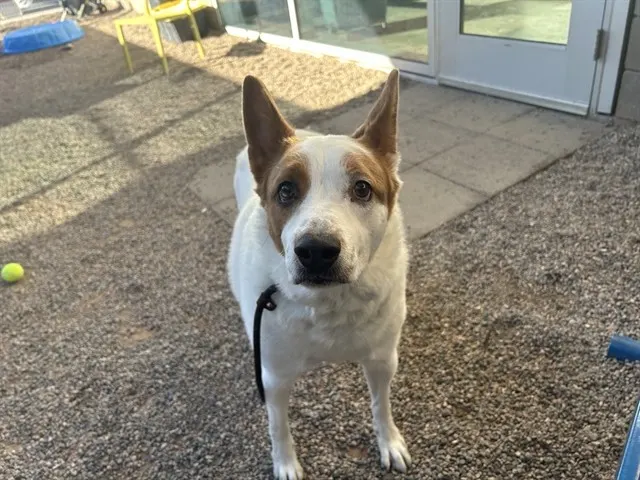 Pongo