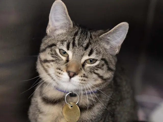 Prince