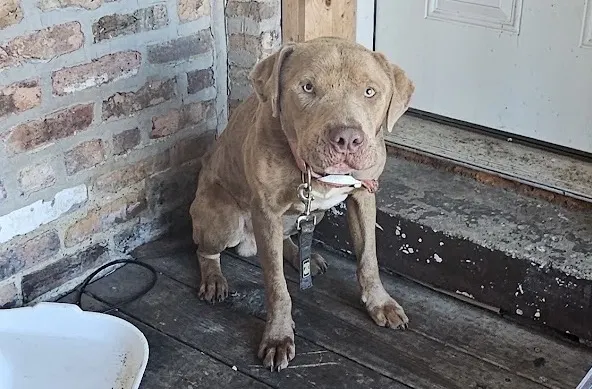 Adoptable Dog