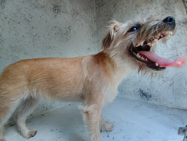 Adoptable Dog