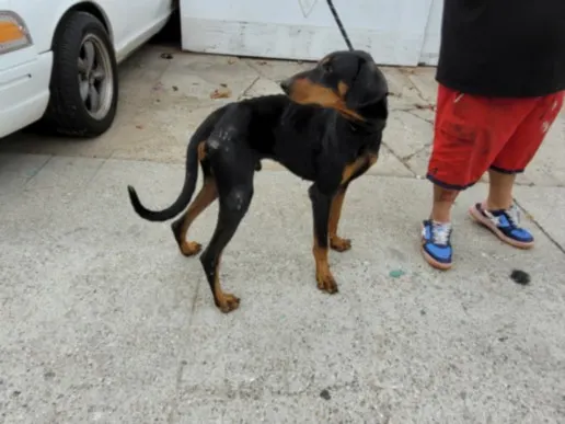 Dobie