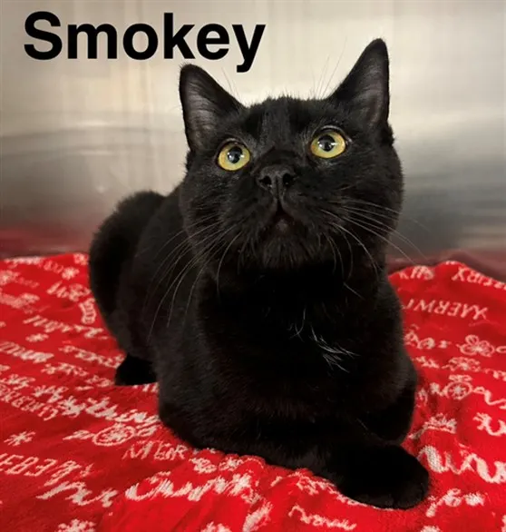 Smokey