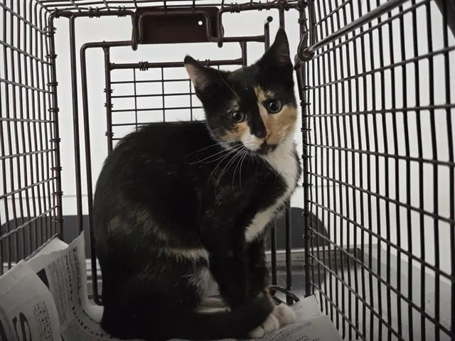 Adoptable Cat