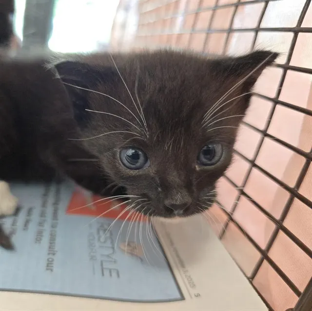 Adoptable Cat