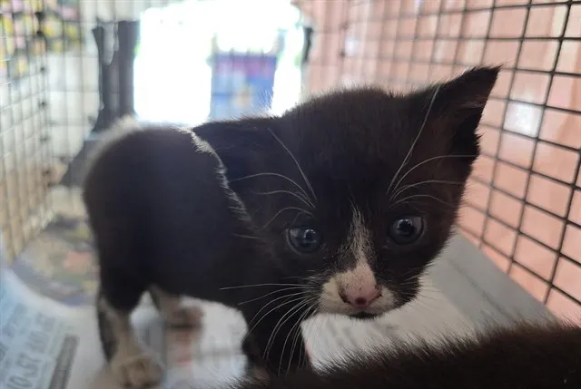 Adoptable Cat