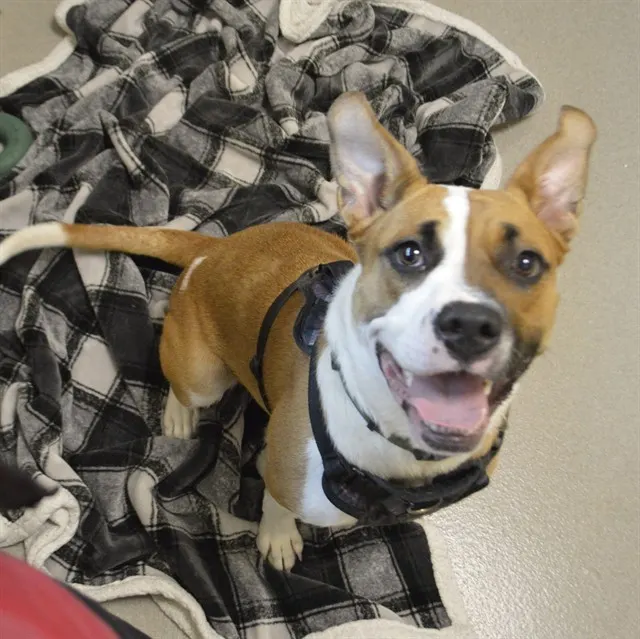 Stella