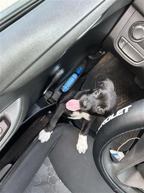Chevy