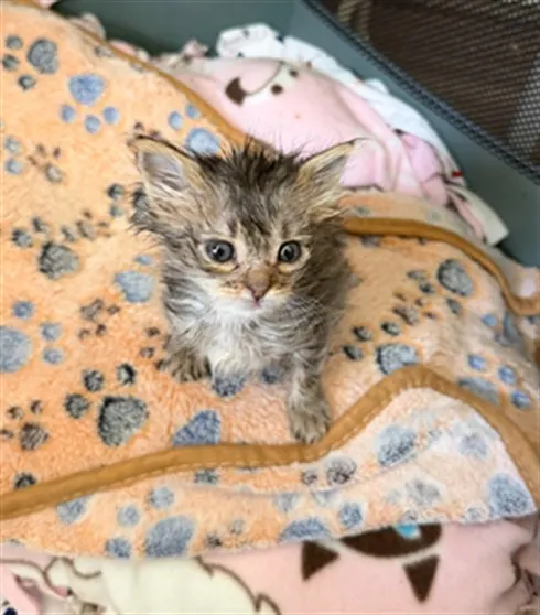 Juniper