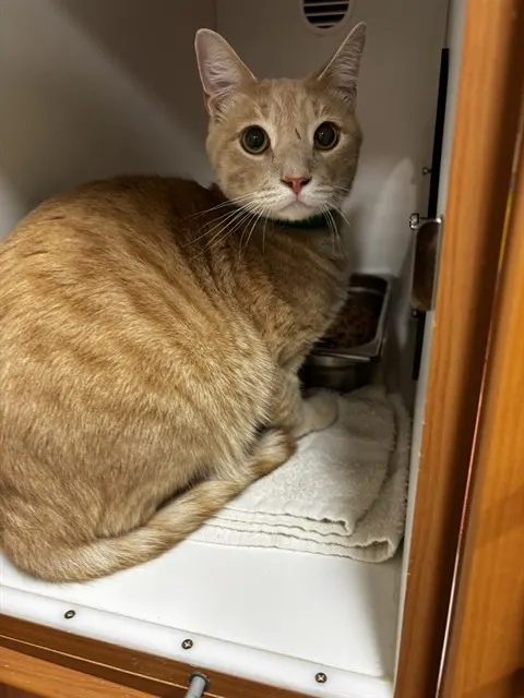 Oliver