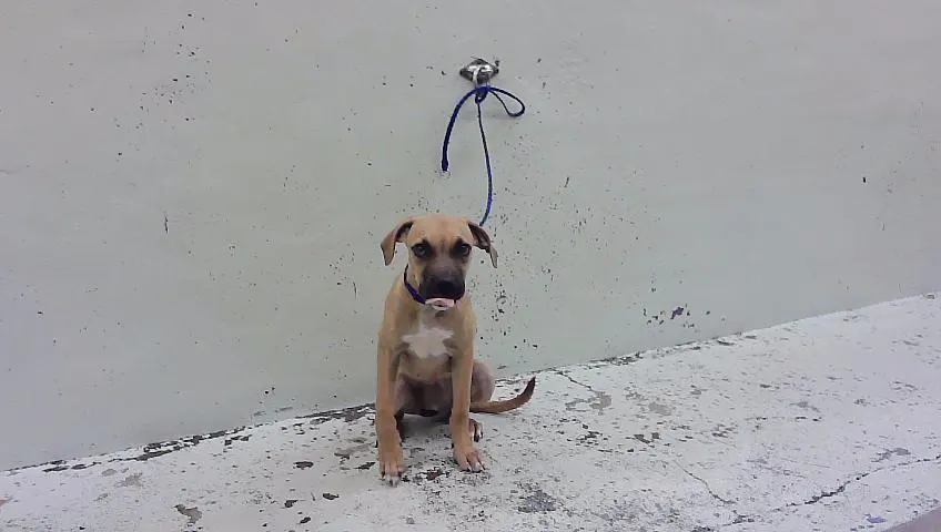 Adoptable Dog