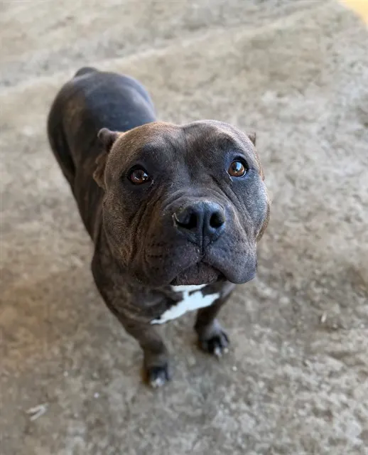 Zira