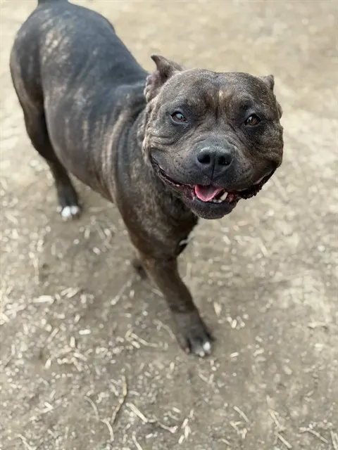 Zira