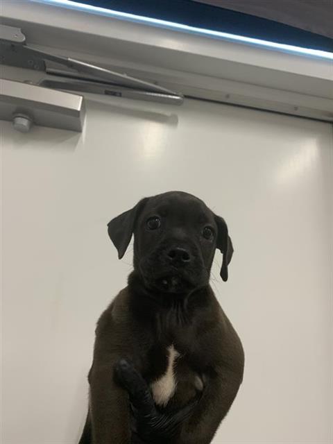 Adoptable Dog