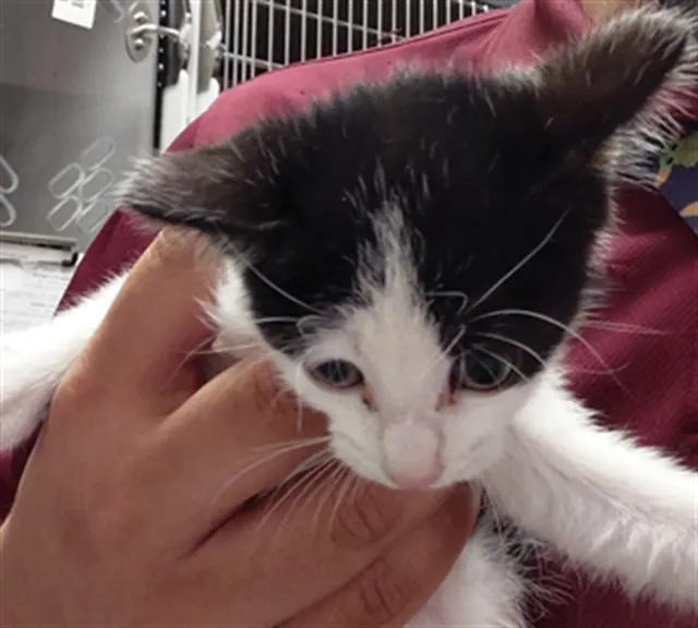 Adoptable Cat