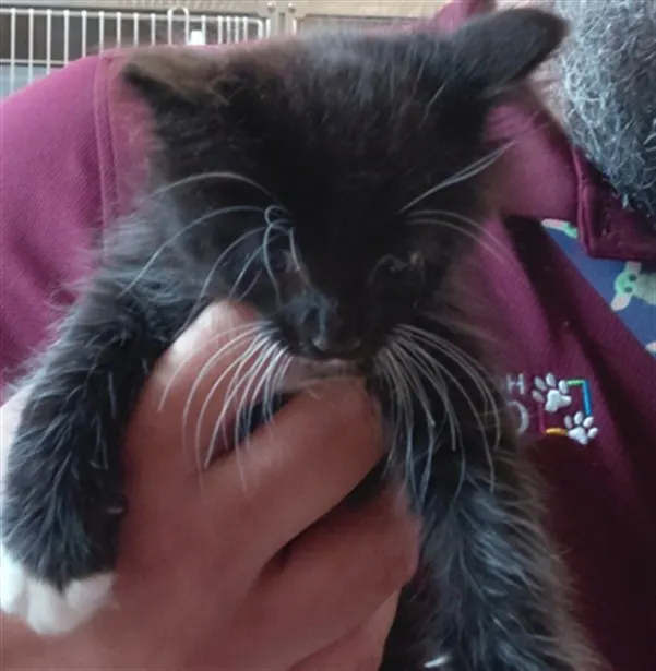 Adoptable Cat
