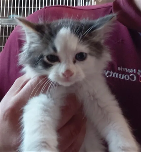 Adoptable Cat
