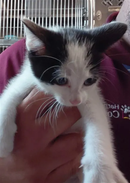 Adoptable Cat