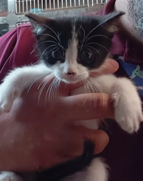 Adoptable Cat