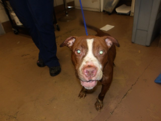 Adoptable Dog