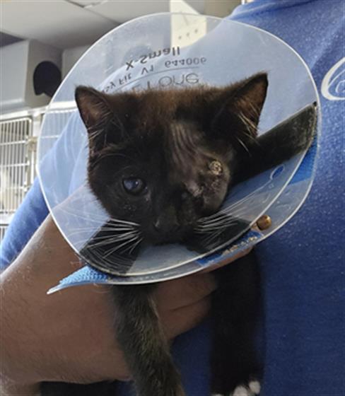 Adoptable Cat