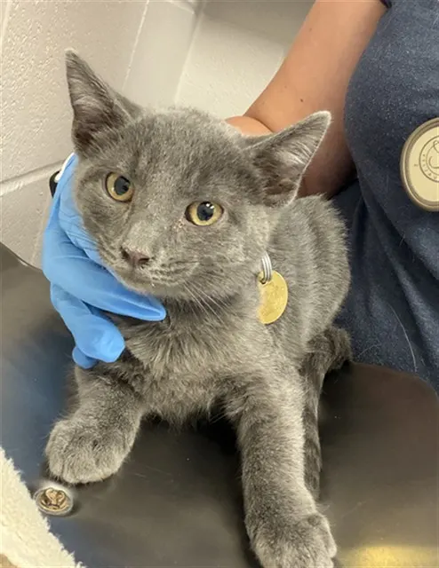 Adoptable Cat