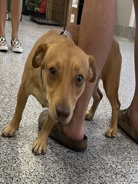 Adoptable Dog