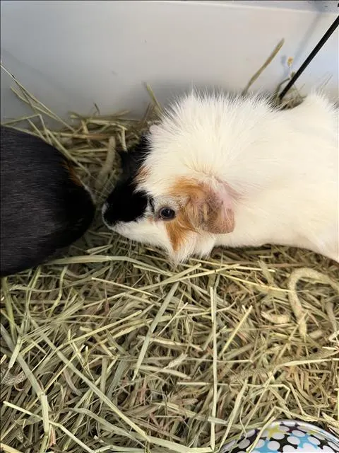 Snowball