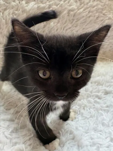 Kit Kat