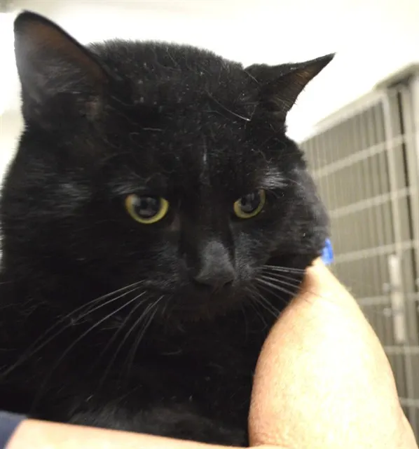 Salem