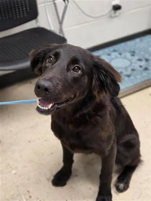Adoptable Dog