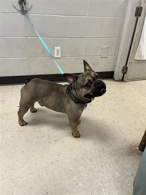 Adoptable Dog
