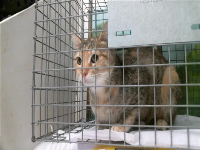 Adoptable Cat