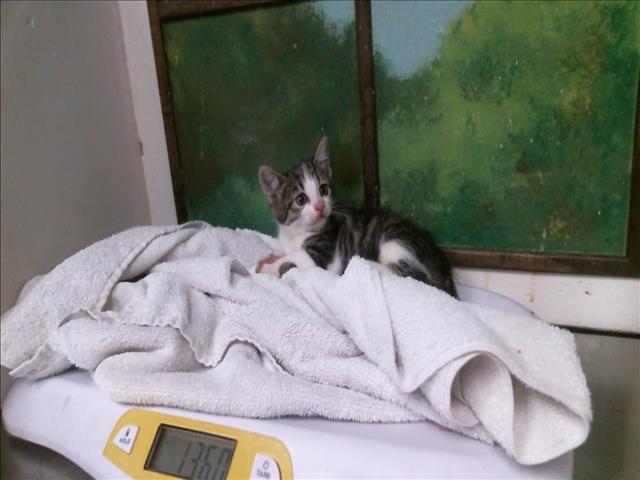 Adoptable Cat