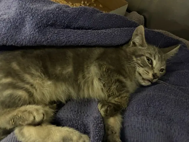 Adoptable Cat