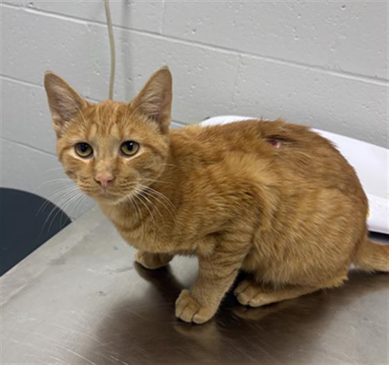 Marmalade